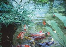 racing koi